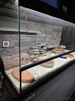 Terarium - 3