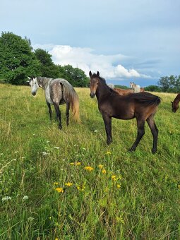 Hřebeček x appa - 3