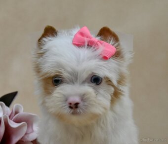 Jorkšírský teriér-biewer,golddust,choco s PP - 3