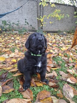 Šťěňata kříženců - 3