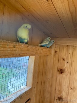 Prodám mladé andulky - 3