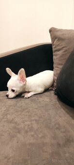 Čivava štěňata s PP - 3