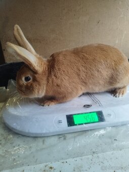 Burgundský samec - 3