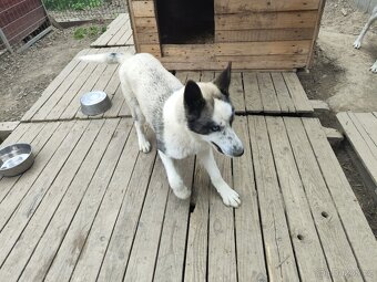Štěně sibiřský husky - 3