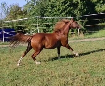 Pony A - 3