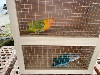 Agapornis - 3