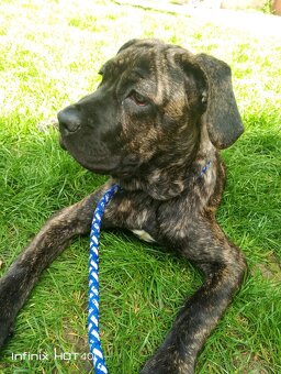 Americký Bandog - 3