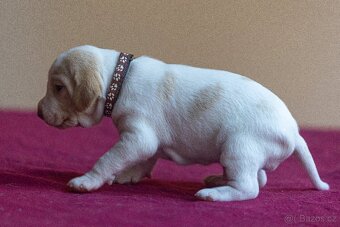 Saintgermánský ohař - štěňátka k zamluvení - 3