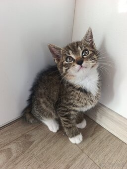 Koťátka k odběru - 3