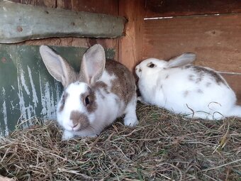 Samičky a samci Českého strakáče - 3