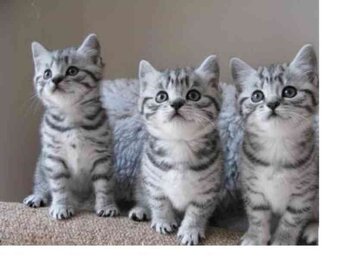 Koupím koťátko - 3