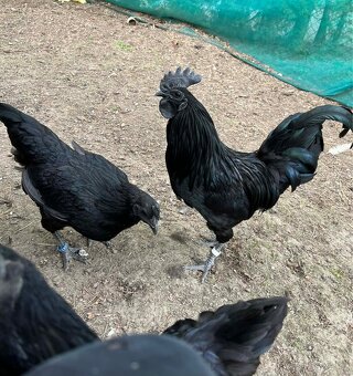 NV, kuřata Ayam Cemani - 3