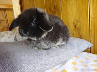 Minilop - sameček - 3