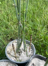 Přeslička japonská - 3