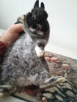 Zakrslá samička - 3