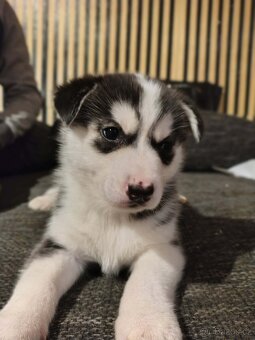 Husky štěňata - 3