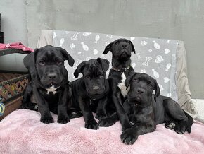 cane corso - 3