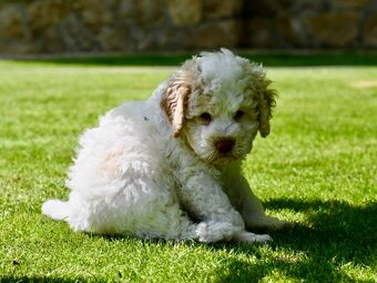 Lagotto Romagnolo s PP - Italský vodní pes - 3