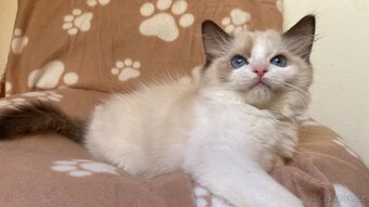 Ragdoll s PP kotě - 3