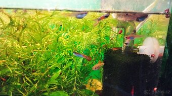 Prodám paví očka - 3