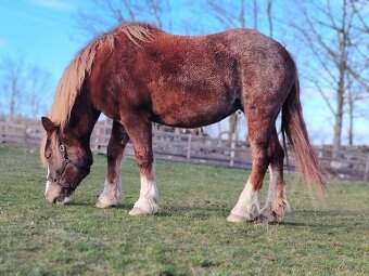 Prodám klisnu ČMB - 3