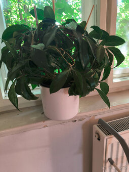 Monstera, Hoya, Zelenec - 3