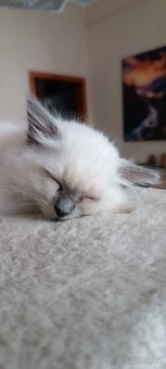 Koťátka ragdoll bez PP - 3