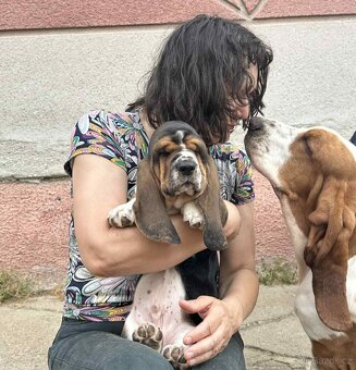 Basset hound - 3