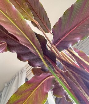 Kalatea, Calathea sametová - 3