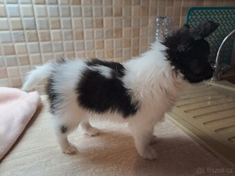 Fenka s PP na prodej - Papillon - 3