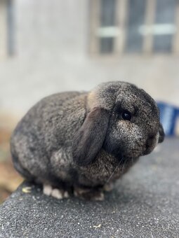 Zakrslý beránek čistokrevný - 3