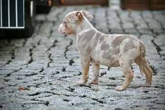 American Bully štěňátka - 3