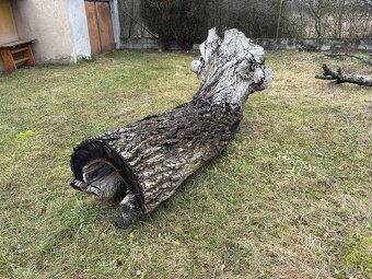 Masivní kmen ořechu - 3