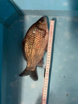 Karas stříbřitý - 3