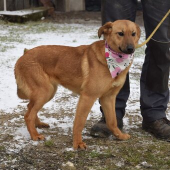 Žofka hledá domov - 3