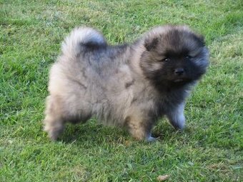 Německý špic vlčí / Keeshond - 3