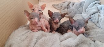 Donský sphynx - krásná koťátka - 3