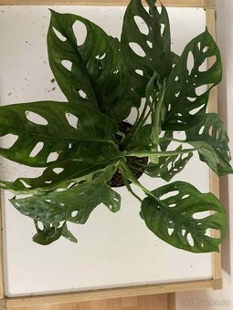 Monstera Monkey Leaf - 3