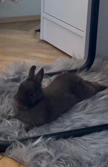 Zakrslý králík - 3