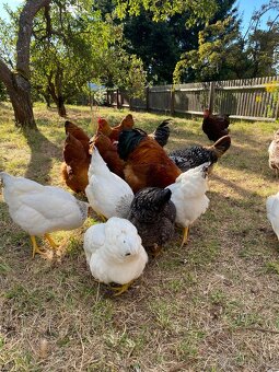 Domácí vajíčka (Žďár) - 3