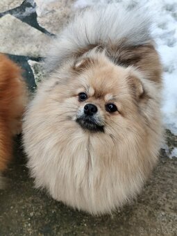 Fena pomeranian s PP - 3