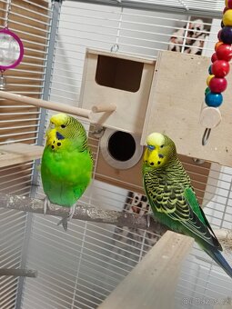 Andulka vlnkovaná pár - 3