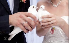 Nabízím bílé svatební holubice - 3