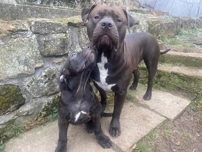 American Bully XL krytí - 3