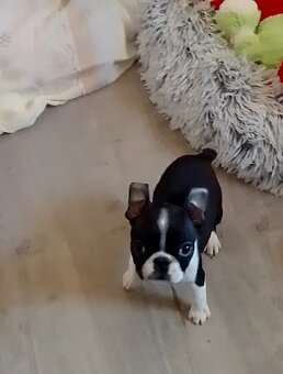 Bostonský terier,Boston Terrier,Boston - 3