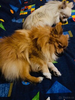 Pomeranian-špic - 3