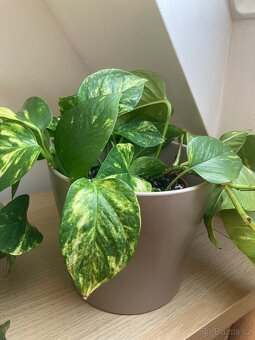 Pokojová rostlina Pothos šplhavnice - 3
