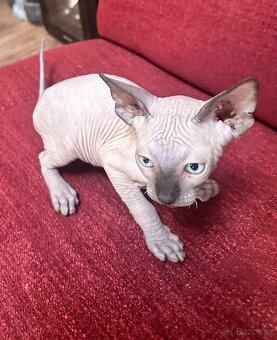 Kanadský Sphynx s průkazem původu - 3