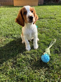 Welsh Springer Spaniel - šteniatka - 3