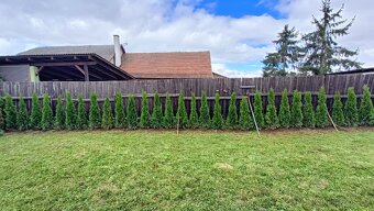 Thuje smaragd 130-140 cm zbylé z výsadby - 3